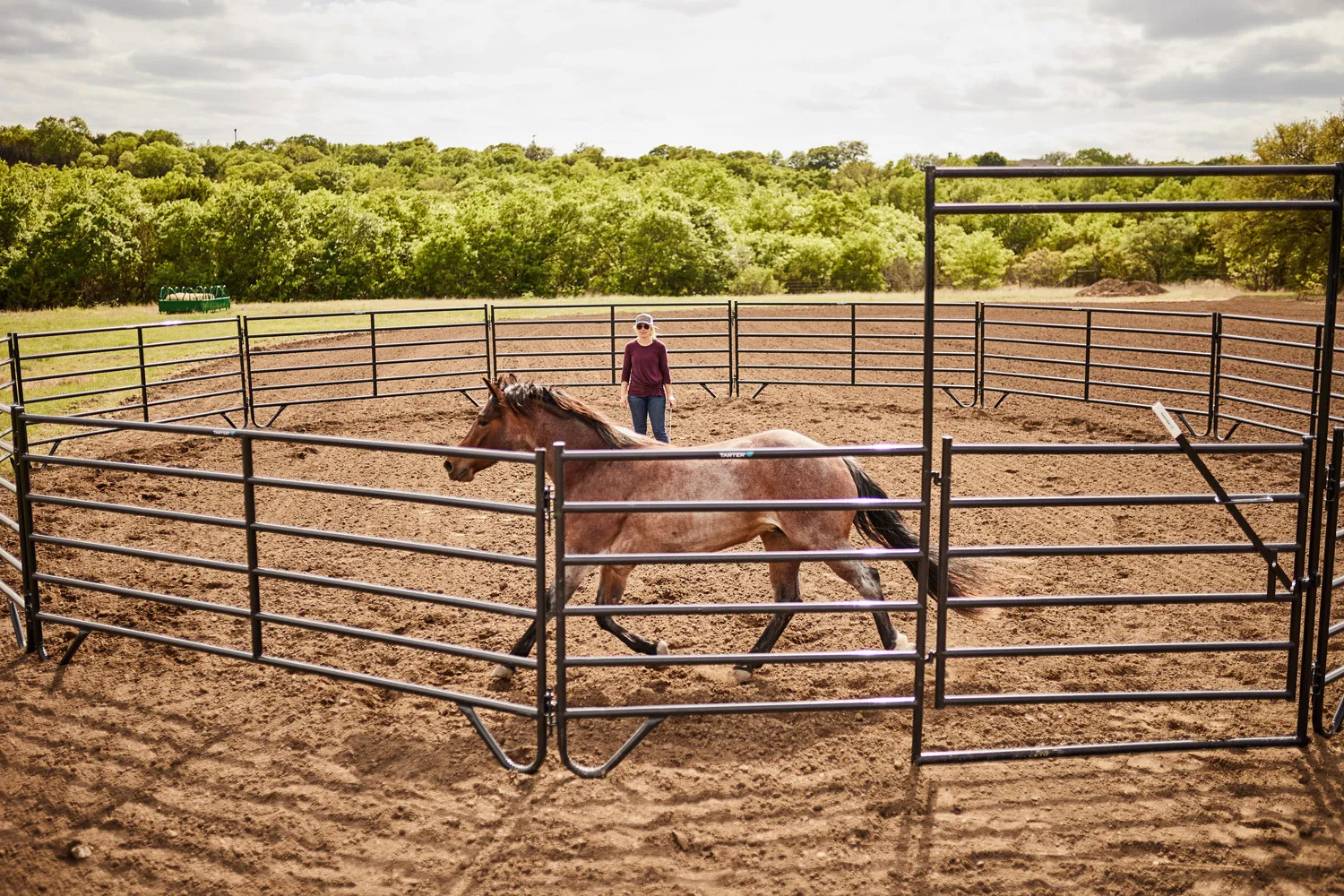 Horse in the stable